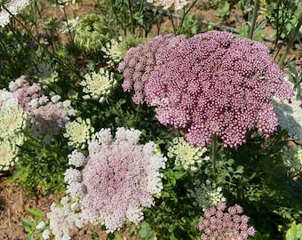 Dara Queen Anne&#39;s Lace Flower Seeds: Pink and Pastel White Carrot Flowers, Long Blooming Wildflower, Drought Tolerant Annual, USDA Organic