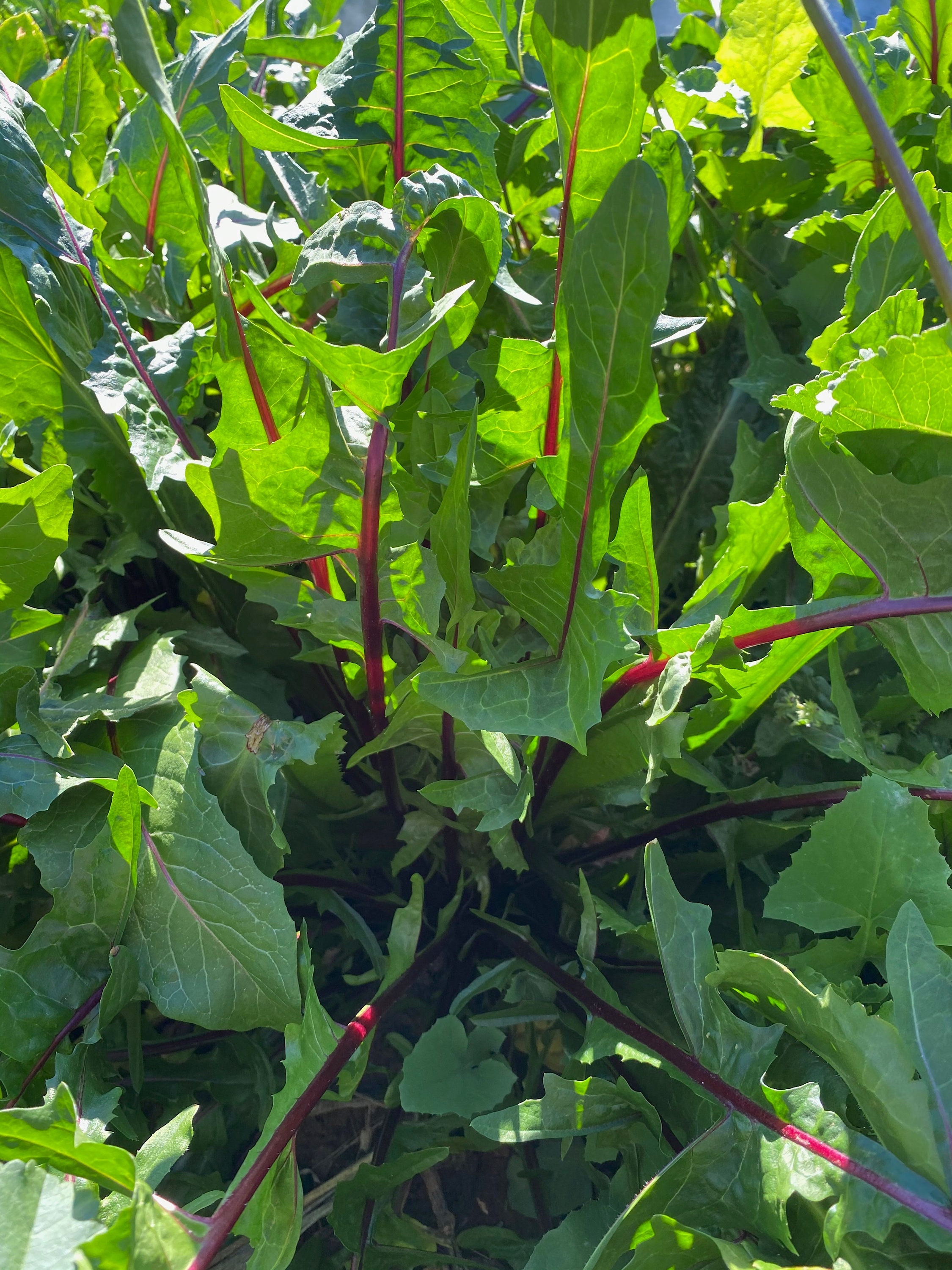 Italiko Red-veined Chicory Seeds: Non-gmo, Heirloom Seed Packet