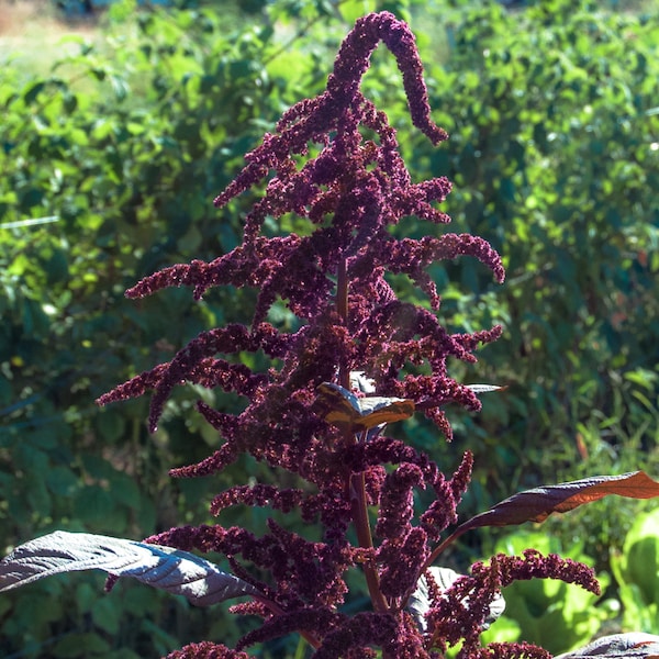 Hopi Red Dye Amaranth (Amaranthus cruentus) Seeds (~600): Certified Organic, Non-GMO, Heirloom Seed Packet, Unique Garden Seed