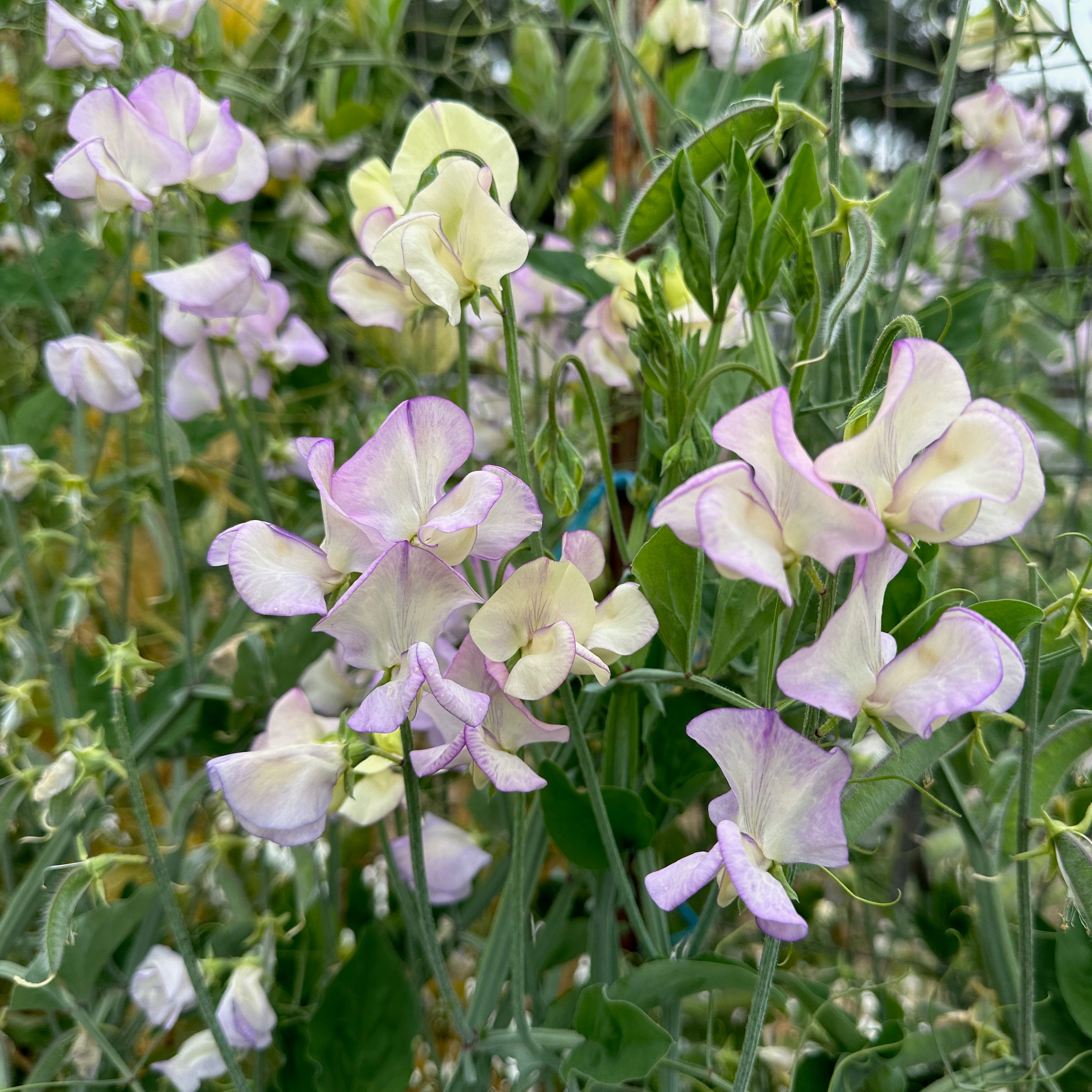 April in Paris Sweet Pea Seeds: Heirloom, Large Pastel Flowers Perfume Fragrance, Trellis Plant, Use for Cut Flowers, Bouquets, Cold Hardy