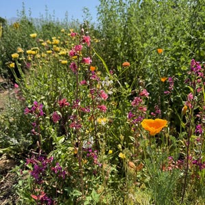 Southern California Native Wildflower Seeds for Planting: 30,000 Bulk Seed Packet Mix of Cool Season Flowers Lupine Poppy Fall Spring Meadow image 7
