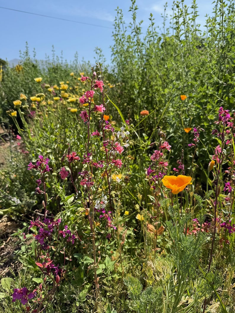 Southern California Native Wildflower Seeds for Planting: 30,000 Bulk Seed Packet Mix of Cool Season Flowers Lupine Poppy Fall Spring Meadow image 7