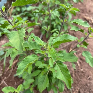 Rama Holy Basil Tulsi Tulasi Seed Packet: Ayurvedic Herb Fragrant Purple Green Leaves Tulasi Bulk Sizes Ocimum tenuiflorum