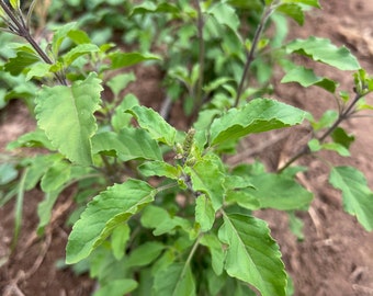Rama Holy Basil Tulsi Tulasi Seed Packet: Ayurvedic Herb Fragrant Purple Green Leaves Tulasi Bulk Sizes Ocimum tenuiflorum