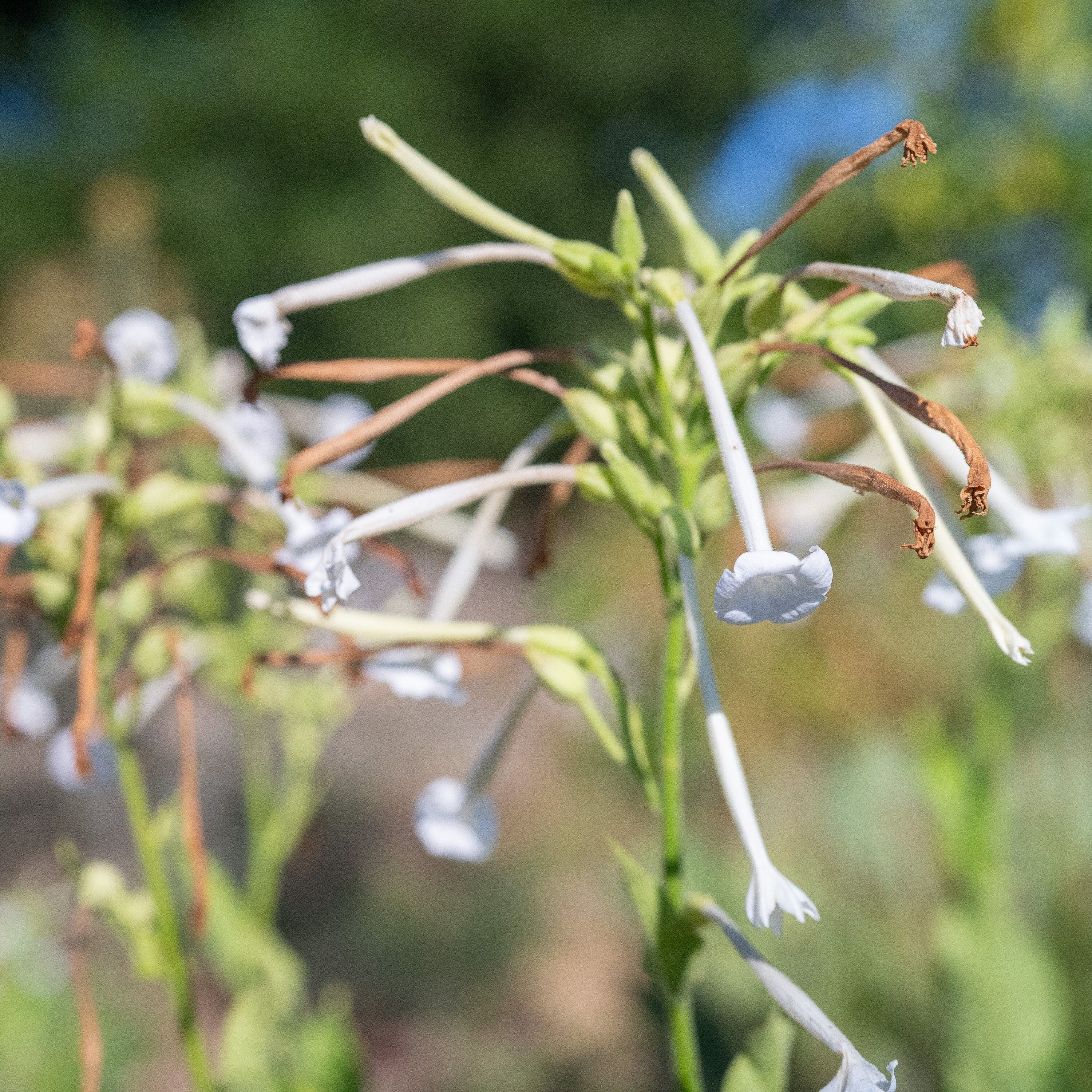woodland tobacco plant Woodland Nicotiana Sylvestris Tobacco Seeds for Planting: Perfume Rich  Jasmine White Flowers Night Blooming Heirloom Non-gmo Medicinal Herbs