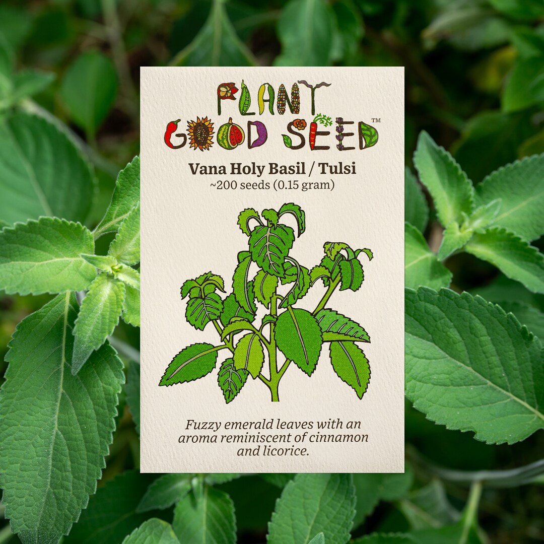 Vana Holy Basil Tulsi Seeds, Tulasi, African Tree Basil, Wild Basil