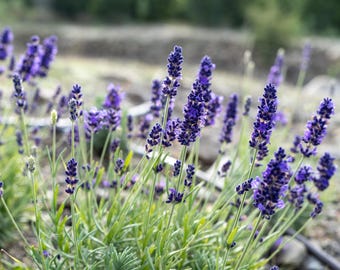 Ivan's Pride Lavender Seeds for Planting: Perennial English Culinary Herb, Uniform Purple Flowers Dried Bundles Container Gardens Planters