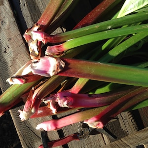 Victoria Rhubarb Seeds - 25 seeds: Open Pollinated, Non-GMO, Heirloom Seed Packet, Vegetable Garden, Grow Your Own