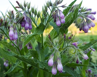 True Comfrey Seeds: Certified Organic, Purple Flowers Symphytum, Permaculture Plant, Dynamic Accumulator, Hyperaccumulation, Nutrient Cycler