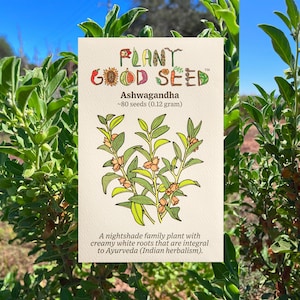Ashwagandha Seeds: Withania somnifera, Indian Ginseng Winter Cherry Use Ashwagandha Roots in Ayurvedic Herbalism  - Certified Organic Seeds