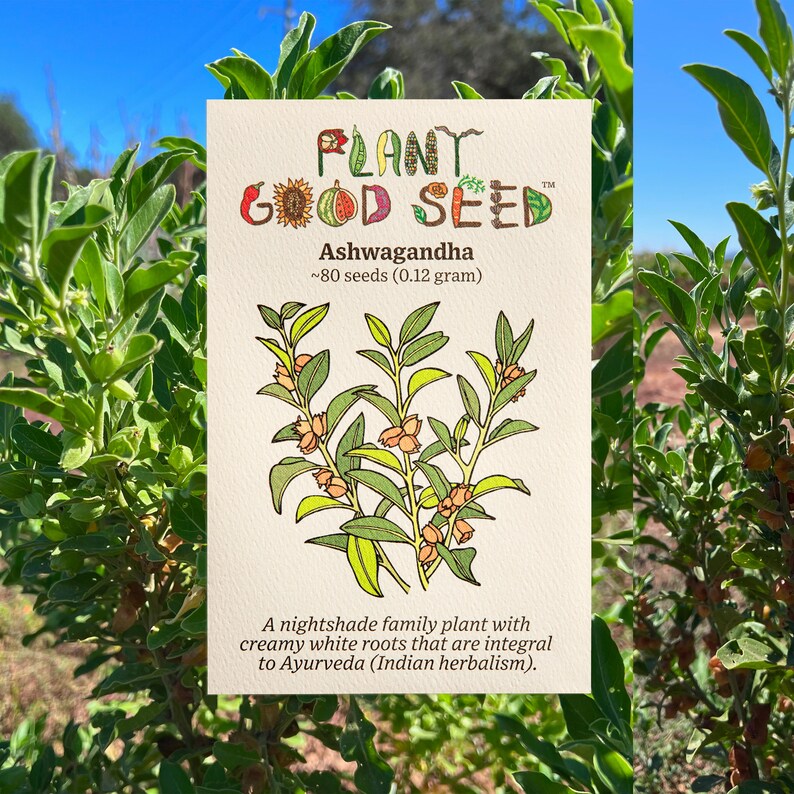 Puede incluir: Un paquete de semillas de Ashwagandha, una planta de la familia de las solan&aacute;ceas con ra&iacute;ces blancas cremosas. El paquete presenta una ilustraci&oacute;n colorida de la planta y el texto "PLANT GOOD SEED" en una fuente caprichosa. Incluye aproximadamente 80 semillas (0,12 gramos).