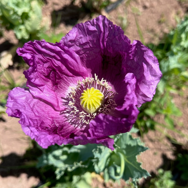 Poppy Flower Seeds - Etsy