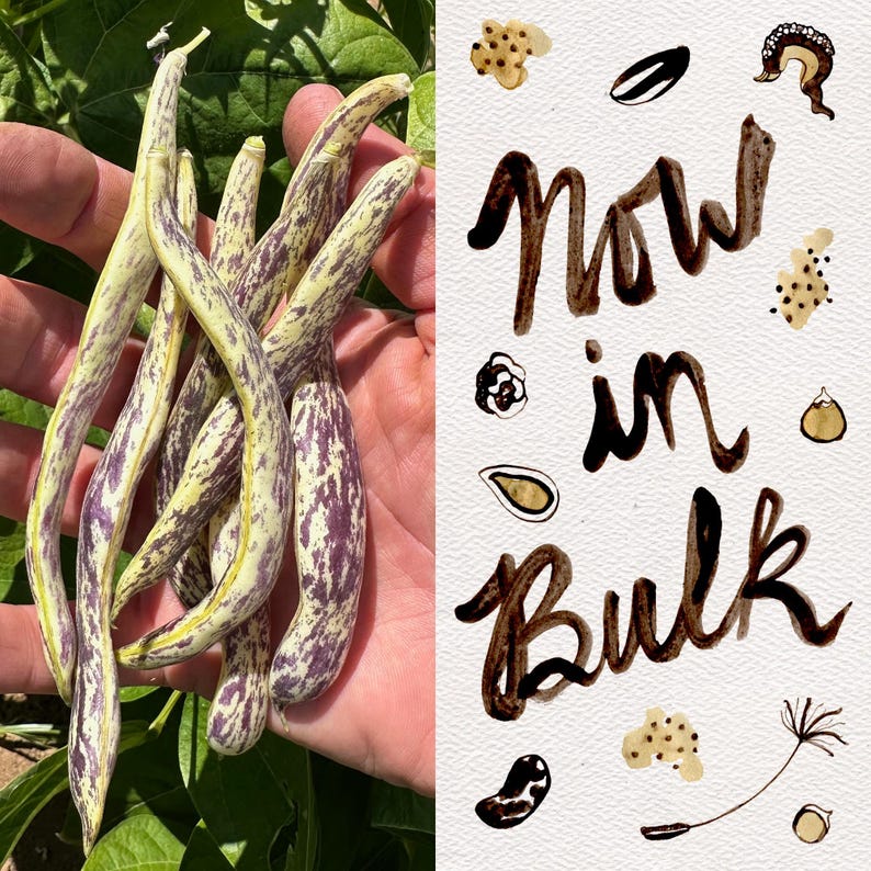 Plant Good Seed Dragon Tongue Bush Bean Seeds - Thumbnail 4