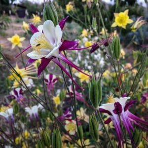 McKana Giants Columbine Flower Seeds, Columbines, Aquilegia Seeds, Perennial Flower, Organic Garden Seeds, Non-GMO image 1