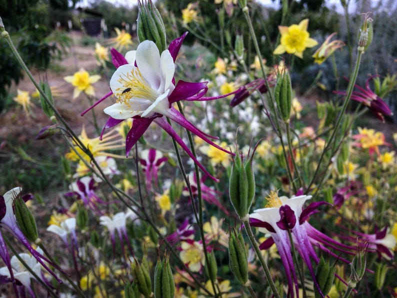 McKana Giants Columbine Flower Seeds, Columbines, Aquilegia Seeds, Perennial Flower, Organic Garden Seeds, Non-GMO image 1