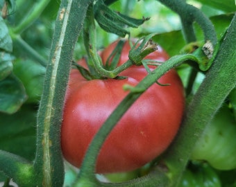 Pink Brandywine Tomato Seeds (~25): Certified Organic, Non-GMO, Open Pollinated Seed Packet, Salad Garden, Vegetable Seeds, Gardener Gift