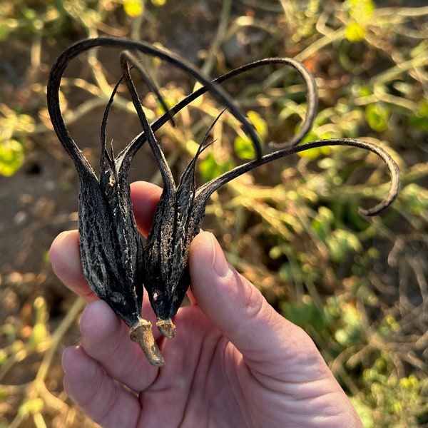 Devil's Claw Seeds, Unicorn Plant, Ram's Horn Proboscidea louisianica, Edible Young Pods & Seeds Basket Weaving Plant Long Hooks Unique Pods