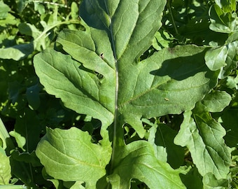 Arugula Seeds for Planting, Sprouting: Certified Organic, Bulk Seed or Packet Eruca vesicaria sativa, Salad Green colewort roquette ruchetta