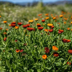 Neon Calendula Flower Seeds for Planting: Pot Marigold, Seed Packet / Bulk, Organic Medicinal Herb Garden Orange Blossoms for Salves or Oils image 8