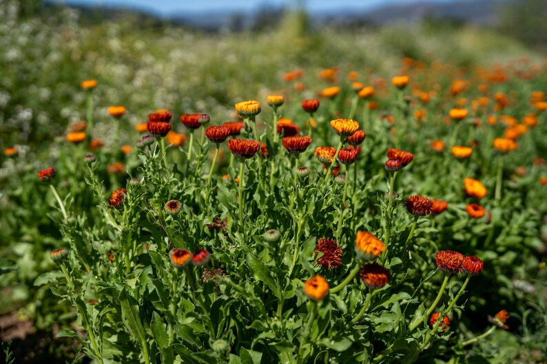 Neon Calendula Flower Seeds for Planting: Pot Marigold, Seed Packet / Bulk, Organic Medicinal Herb Garden Orange Blossoms for Salves or Oils image 8