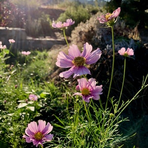 May include: A field of pink cosmos flowers with yellow centers. The flowers are in bloom and the petals are delicate. The background is a blurred image of green grass and trees.