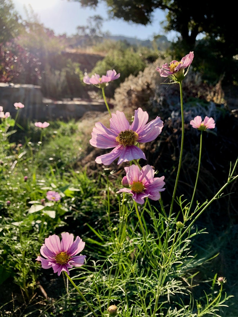 May include: A field of pink cosmos flowers with yellow centers. The flowers are in bloom and the petals are delicate. The background is a blurred image of green grass and trees.