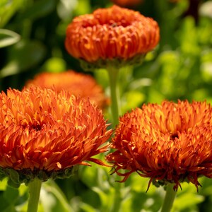 Neon Calendula Flower Seeds for Planting: Pot Marigold, Seed Packet / Bulk, Organic Medicinal Herb Garden Orange Blossoms for Salves or Oils image 6