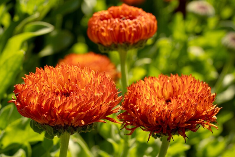 Neon Calendula Flower Seeds for Planting: Pot Marigold, Seed Packet / Bulk, Organic Medicinal Herb Garden Orange Blossoms for Salves or Oils image 6