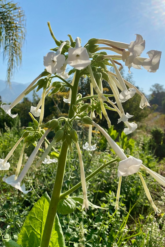 Woodland Nicotiana Sylvestris Tobacco Seeds for Planting: Perfume Rich  Jasmine White Flowers Night Blooming Heirloom Non-gmo Medicinal Herbs