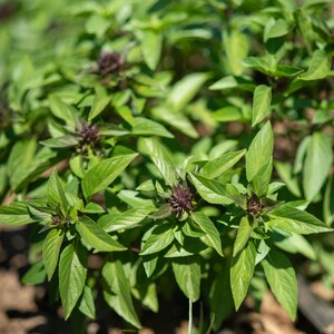 Siam Queen Thai Basil (Ocimum basilicum var. thyrsiflora) Seeds: All America Selection, Unique Flowers Seed Packet or Bulk Certified Organic