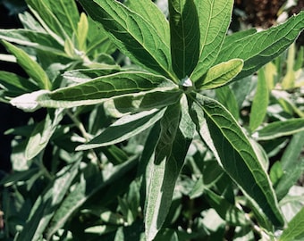 California Mugwort (Artemisia douglasiana) Seeds (~150): Certified Organic, Non-GMO, Heirloom, Seed Packet, Douglas's Sagewort, Dream Plant