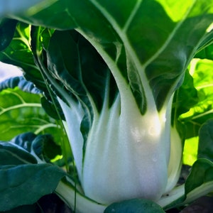 Asian Delight F1 Pak Choi Seeds (~75): Non-GMO and Untreated Seed Packet, Home Vegetable Garden, Grow Your Own Veggies