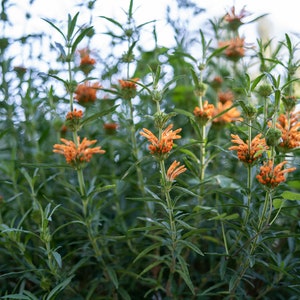 Wild Dagga / Lion's Tail Leonotis leonurus Seeds 25: Non-GMO, Heirloom, Open Pollinated Seed Packet, Gardener Gift image 4