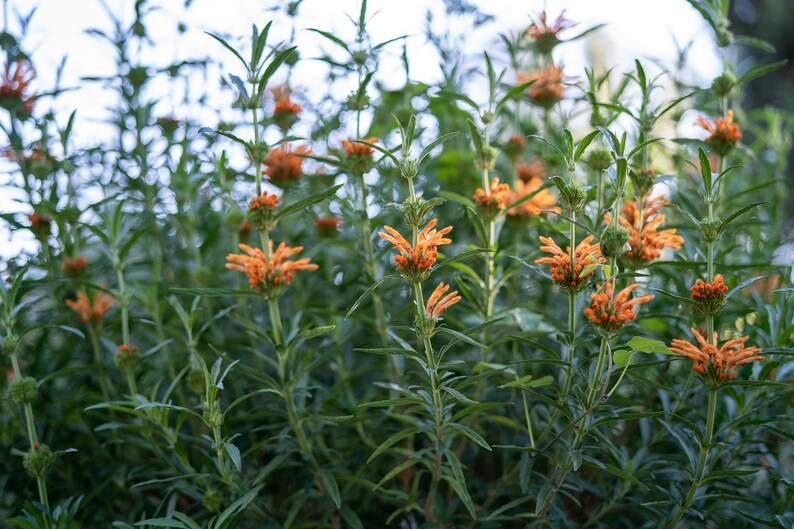 Wild Dagga / Lion's Tail Leonotis leonurus Seeds 25: Non-GMO, Heirloom, Open Pollinated Seed Packet, Gardener Gift image 4