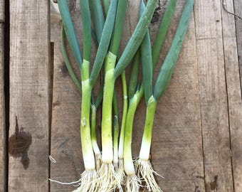 Parade Scallion Seeds for Planting; Heirloom Green Onions, 275 Seed Packet Bulk Allium Plants