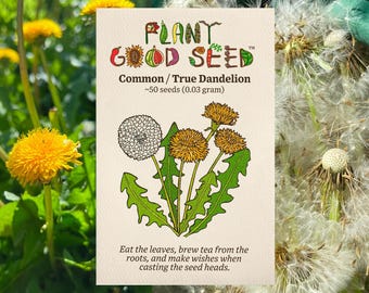 Dandelion Seeds: Wild True Taraxacum officinale Heirloom Non-GMO Grow for Greens, Roots Herbal Medicine Jewelry, Paper Craft Card Making Art