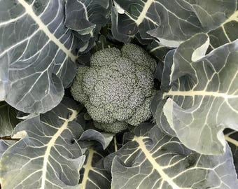 Godzilla F1 Broccoli Seeds (~75): Untreated, Non-GMO Seed Packet, Gift for Gardener, Grow Your Own, Vegetable Garden