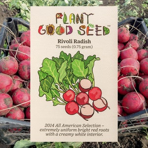Rivoli F1 Radish Seeds (~75): Non-GMO, Heirloom Seed Packet, Vegetable Seeds, Home Garden, Salad Garden, Vibrant Vegetable