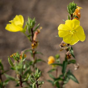 Large Flowered (Magic / Redsepal) Evening Primrose Flower Seeds: seed packet / bulk size Certified Organic Yellow Flowers essential oil gift