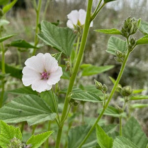 Marshmallow Seeds: Organic, Bulk Sizes, Perennial Herbal Plant, Mallow Flowers Medicinal Roots for Tea, Skincare, Cosmetics, Natural Hair image 3