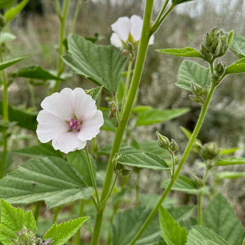 Marshmallow Seeds: Organic, Bulk Sizes, Perennial Herbal Plant, Mallow Flowers Medicinal Roots for Tea, Skincare, Cosmetics, Natural Hair image 3