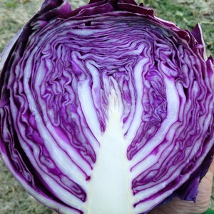 Red Express Cabbage Seeds (~150): Non-GMO, Heirloom, Open Pollinated Seed Packet, Vegetable Seeds, Home Garden, Gardener Gift