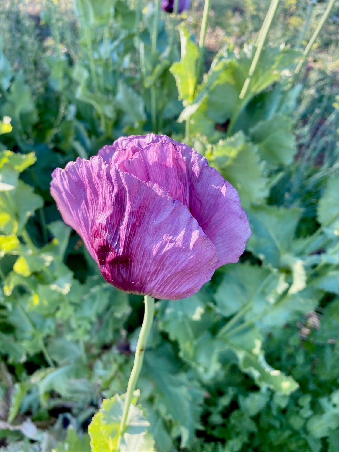 Hungarian Breadseed Poppy Seeds 250 Certified Organic Etsy België
