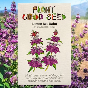 Lemon Bee Balm Flower Seeds (~85): Non-GMO, Heirloom, Open Pollinated Seed Packet, Unique Garden Seeds, Home Garden