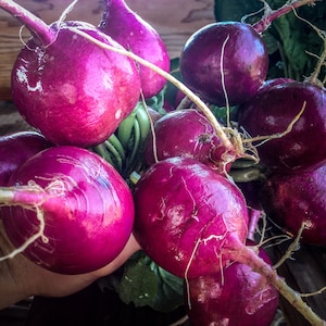 Purple Plum Radish Seeds (~125): Certified Organic, Non-GMO, Heirloom Seed Packet, Vegetable Seeds, Home Garden, Salad Garden