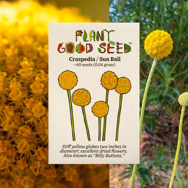 Yellow Craspedia Seeds Globosa, Golden Drumstick Flower Seeds - Certified Organic, Billy Buttons, Sun Ball, Cut Flower for Bouquets, Wedding