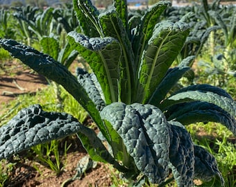 Black Magic Kale Seeds: Uniform Dino Kale, Highly Productive Market Vegetable, Great for Backyard Gardeners, Tuscano Italian Lacinato Kale