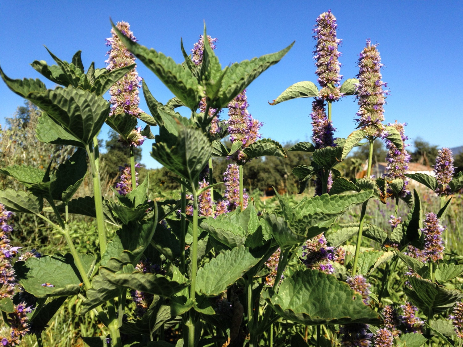 Korean Licorice Mint Seeds 50 Certified Organic NonGMO Etsy