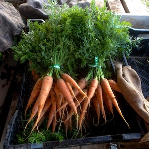 Danvers 126 Carrot Seeds (~400): Certified Organic, Non-GMO, Heirloom Seed Packet, Salad Garden, Home Veggie Garden