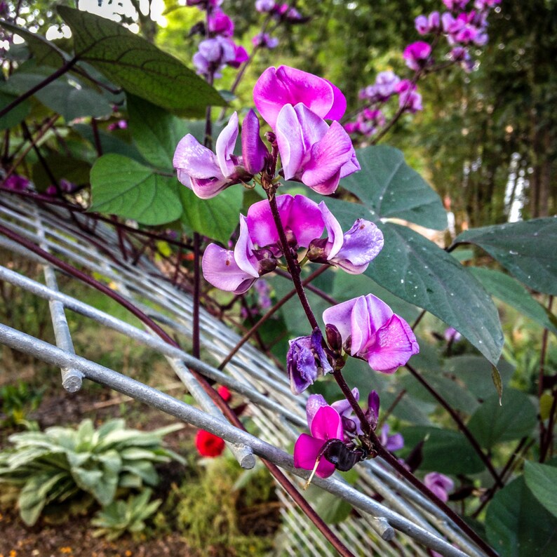 Lablab purpureus Ruby Moon Hyacinth Bean : Non-GMO Heirloom ~12 Open Pollinated Seed Packet Seeds